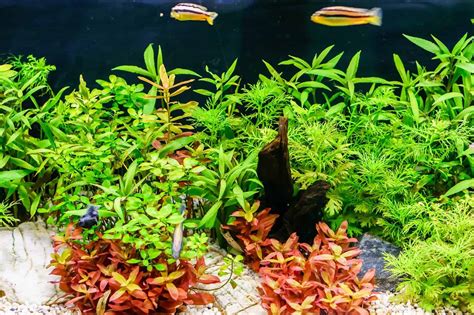 Buy Aquarium Fish Online: Aquarium Tanks & Plants .